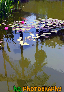 Lilly, Pond & Palm Tree Reflection painting