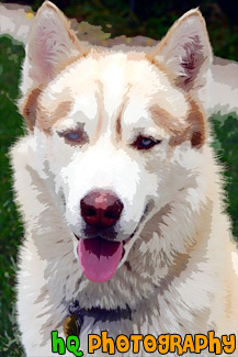 Siberian Husky Close Up painting