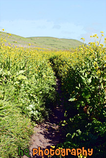 Hiking Through Marin County Wildflowers painting