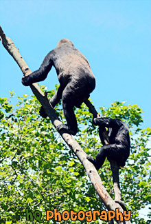 Two Gorillas on Tree Branch painting