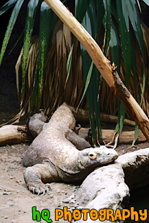 Komodo Dragon Lizard painting