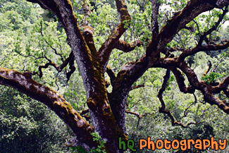 Mossy Tree Close Up painting