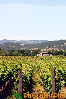 Napa Valley Cakebread Cellars Vineyard painting