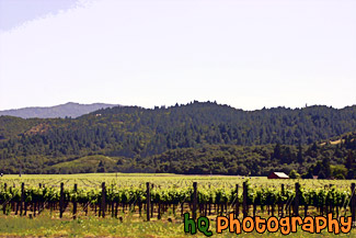 Napa Valley, California painting