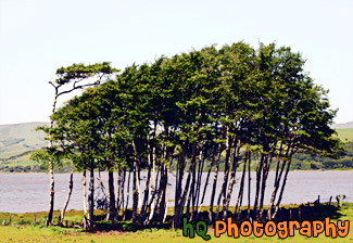 Point Reyes Trees painting