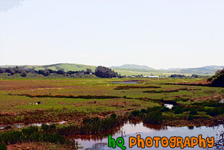 Point Reyes, Marin County painting