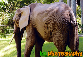 African Elephant painting