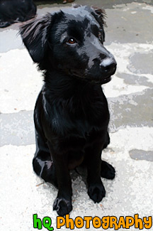 Black Lab Puppy Sitting painting