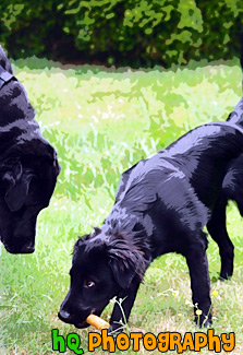 Black Labs Playing painting