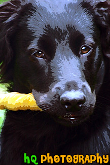 Close Up Black Lab Puppy painting