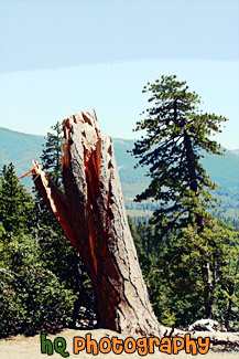 Yosemite Tree & Stump painting
