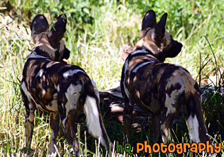 African Wild Dogs painting