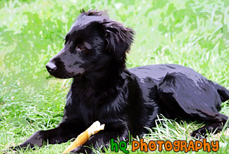 Black Lab Puppy in Grass painting