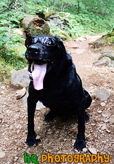 Black Lab in Sunglasses painting