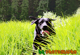 Black Lab Running in Tall Grass painting