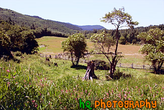 Farmland in Summer painting