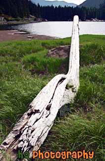 Drift Wood painting