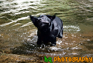 Black Lab Shaking painting