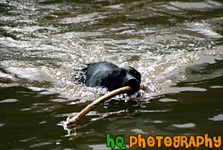 Black Lab Swimming With Stick painting