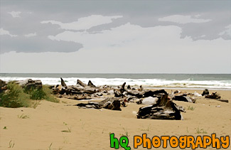 Drift Wood & Beach, Oregon painting