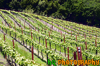 Winery Field painting