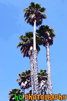 Palm Trees painting