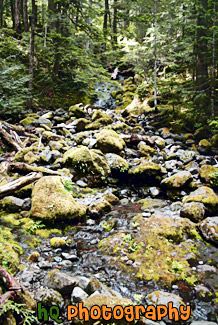 Mossy Rocks & Creek painting