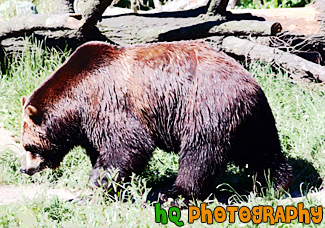 Brown Bear painting