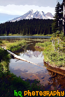 Mount Rainier Reflection & Log painting