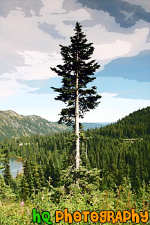 Evergreen Tree in Forest painting