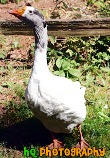 White Goose painting