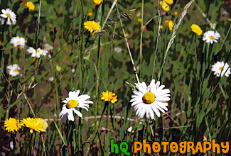 Daisies & Dandelions painting