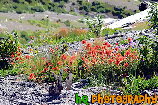 Wildflowers near Mount St. Helens painting