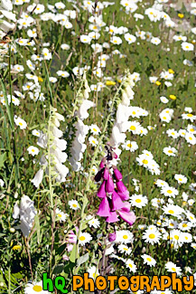 Daisies & Foxgloves Wildflowers painting