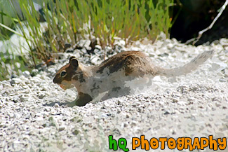 Squirrel Burying Food painting