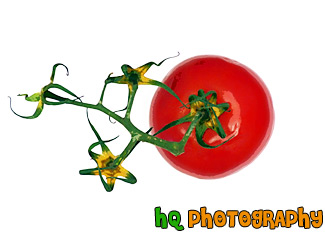 Red Tomatoe painting