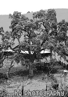 Black & White Scenic Tree painting