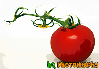 Side View of Tomatoe painting