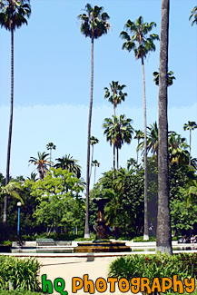 Palms of Rogers Memorial Park painting