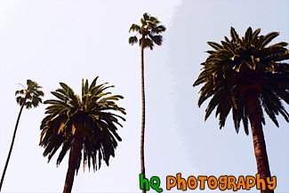 Palm Trees & Blue Sky painting