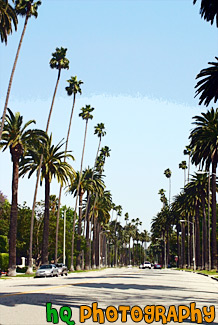 Palm Trees Along Beverly Hills Road painting