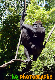 Gorillas on Rope painting