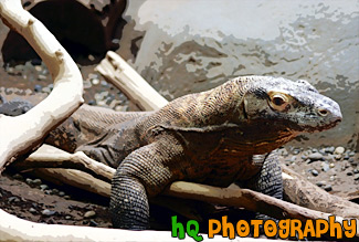 Komodo Dragon at Zoo painting