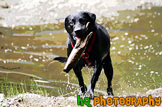 Black Lab Playing Fetch in Water painting