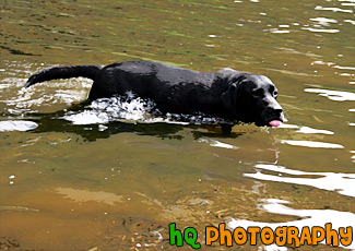 Black Lab Drinking Water in Lake painting