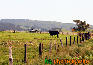 Black Cow on Farm painting