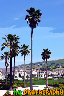 Palm Trees in Housing Development painting