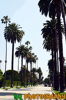 Palm Trees Leading to Sunset Blvd. painting