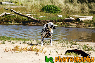 Barking Dalmation Dog painting