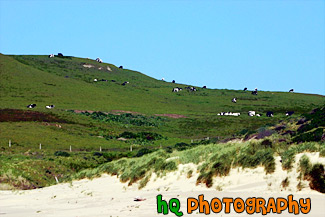 Cows on Coastal Green Hill painting